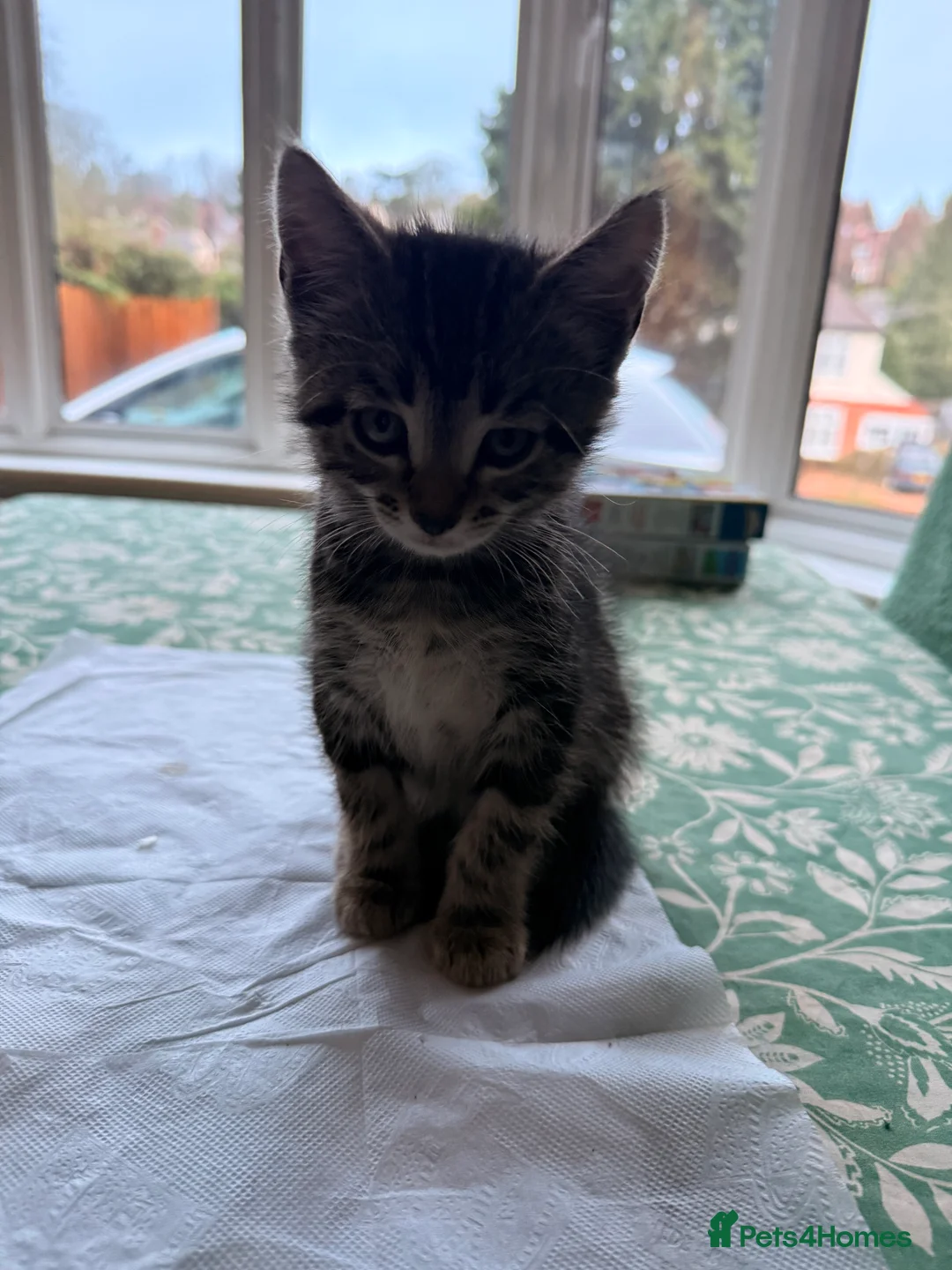 British Longhair cats for sale: Four adorable kittens! - Advert 6