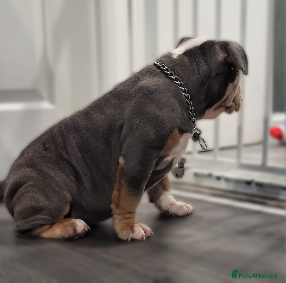 Olde English Bulldogge dogs for sale: Olde English Bulldog Female  - Advert 7