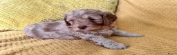 Cockapoo dogs for sale: Beautiful Cockapoo* Toy Poodle Puppies  - Advert 3
