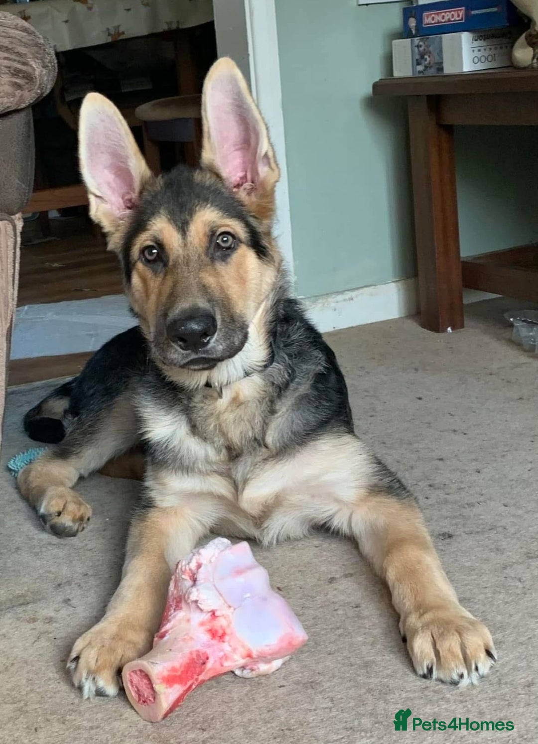 German Shepherd dogs for sale: Beautiful KC Registered GS pups - Advert 7