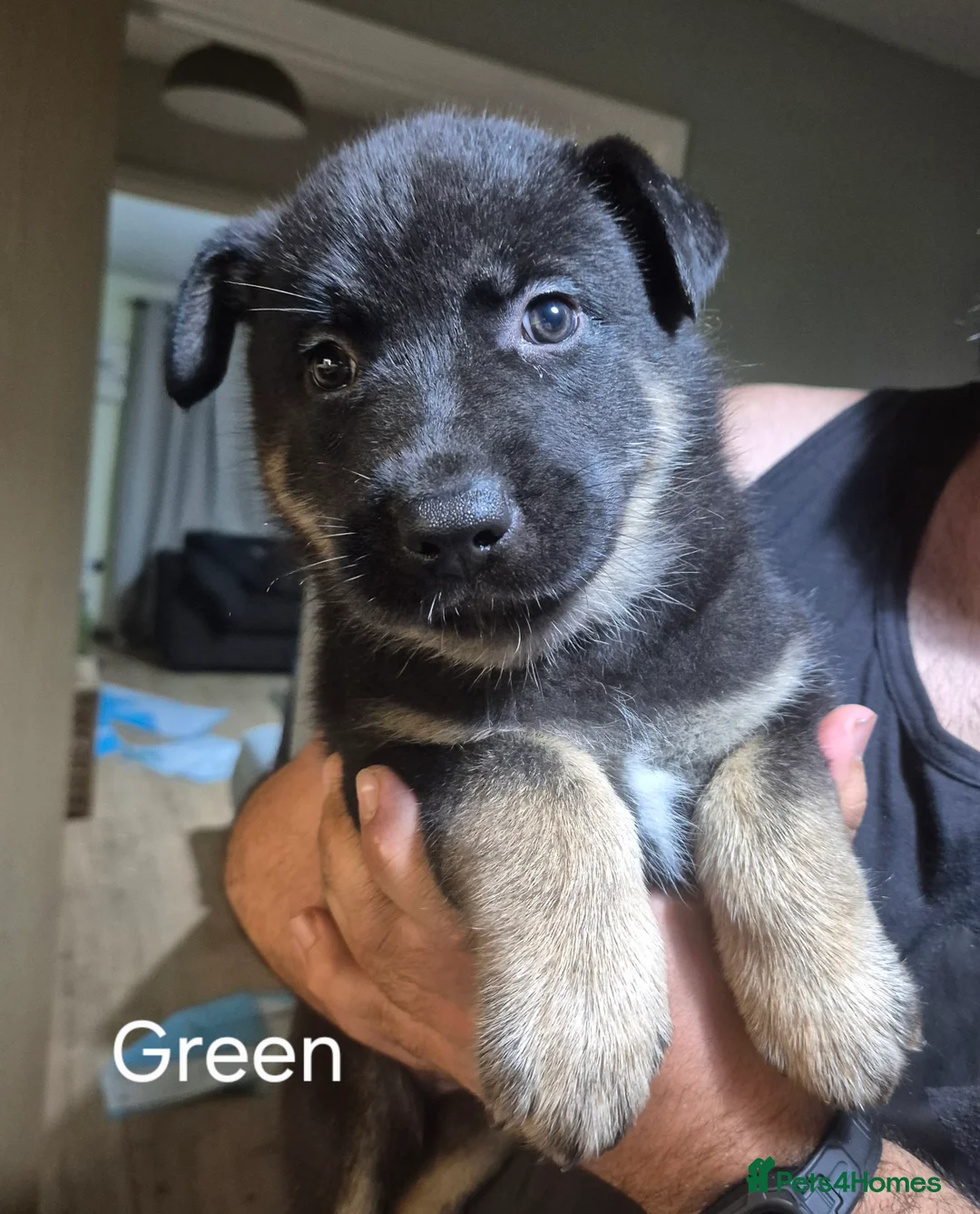 Mixed Breed dogs for sale: READY NOW! Stunning litter of puppies!! - Advert 5