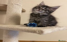 Maine Coon cats for sale: Maine Coon babies - Image 4