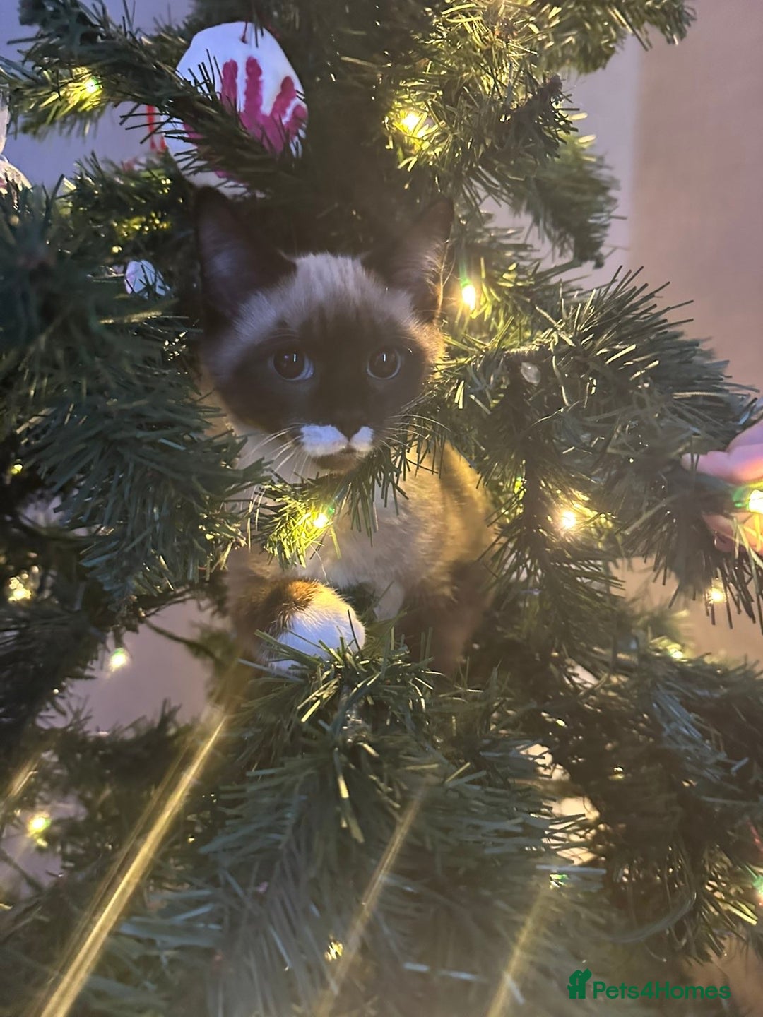 Siamese cats for sale: Siamese cat - Advert 3