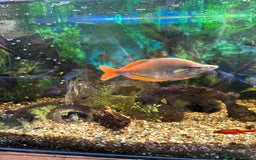 Rainbow Fish fish for sale: Australian Rainbow fish - Image 4