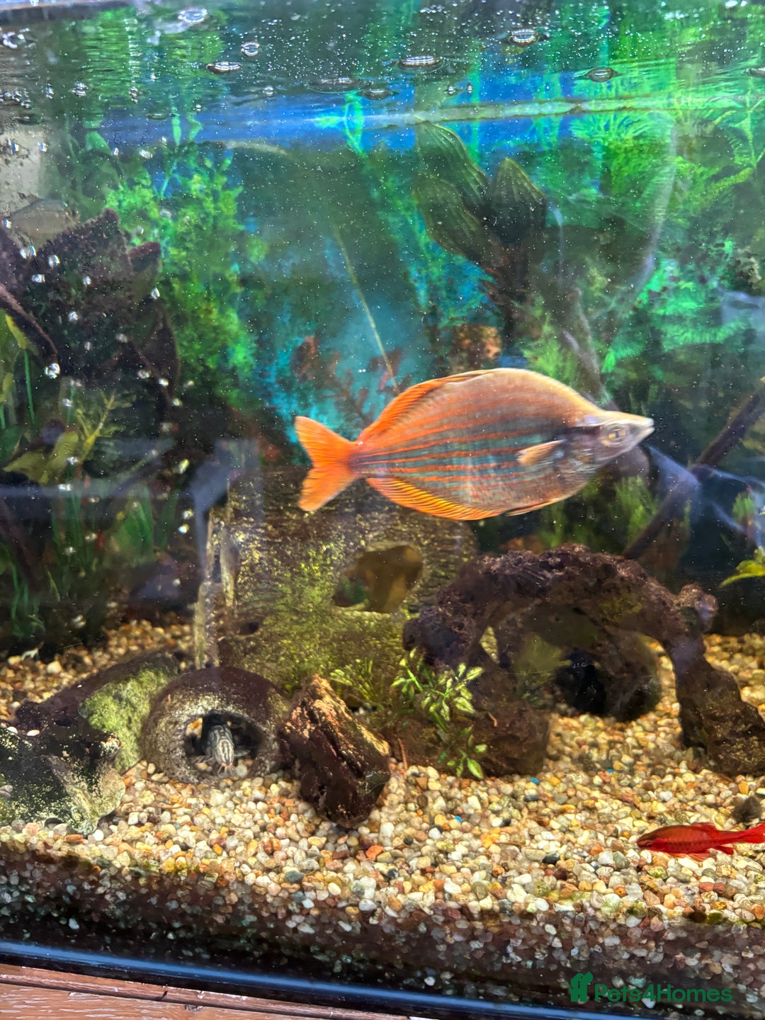 Rainbow Fish fish for sale: Australian Rainbow fish - Image 4