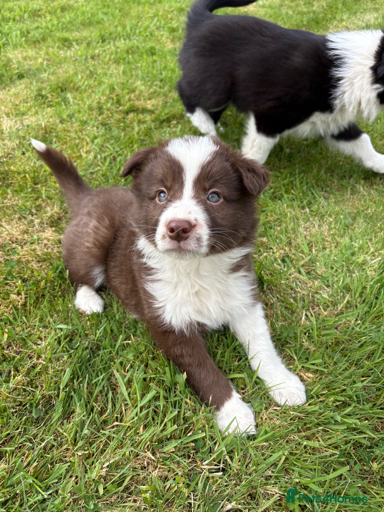 Border Collie dogs Gorgeous Female Brown Border Collie - Advert 1
