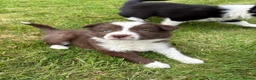 Border Collie dogs for sale: Rare Welsh Border Collie Puppies - Advert 9