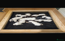 English Springer Spaniel dogs for sale: Springer spaniels puppies - Image 2