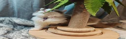 British Longhair cats for sale: Tica registered cinnamon bi colour  - Advert 19