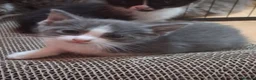 Ragdoll cats for sale: 5 ragdoll cross kittens  - Advert 11