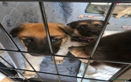 German Shepherd dogs for sale: German Shepard KC Reg Puppies in Scunthorpe - Image 23