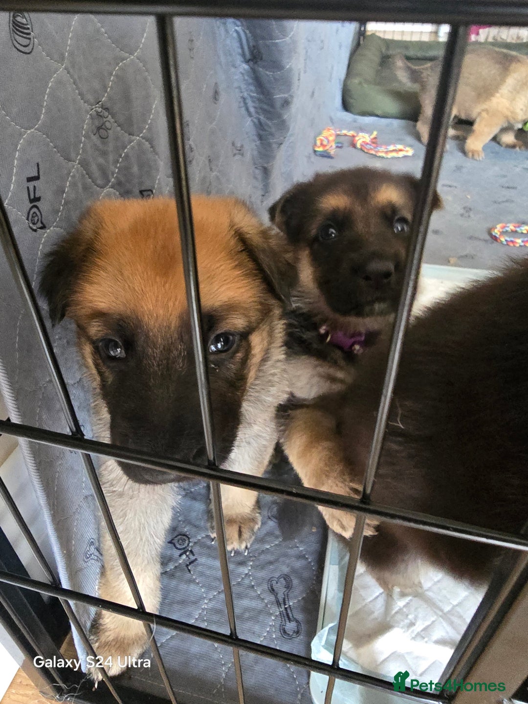 German Shepherd dogs for sale: German Shepard KC Reg Puppies in Scunthorpe - Image 23