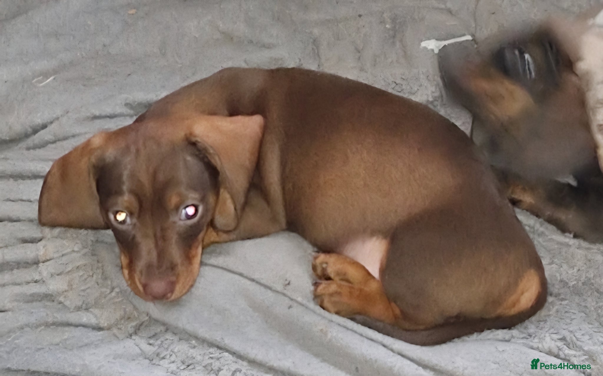Dachshund dogs Miniature dachshunds  - Advert 3