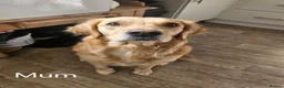 Golden Retriever dogs for sale: Kc fox red, golden & white golden-retriever puppys - Advert 3