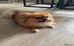 Mixed Breed dogs for sale: 6 beautiful puppies for sale, 3 female and 3 male - Image 17
