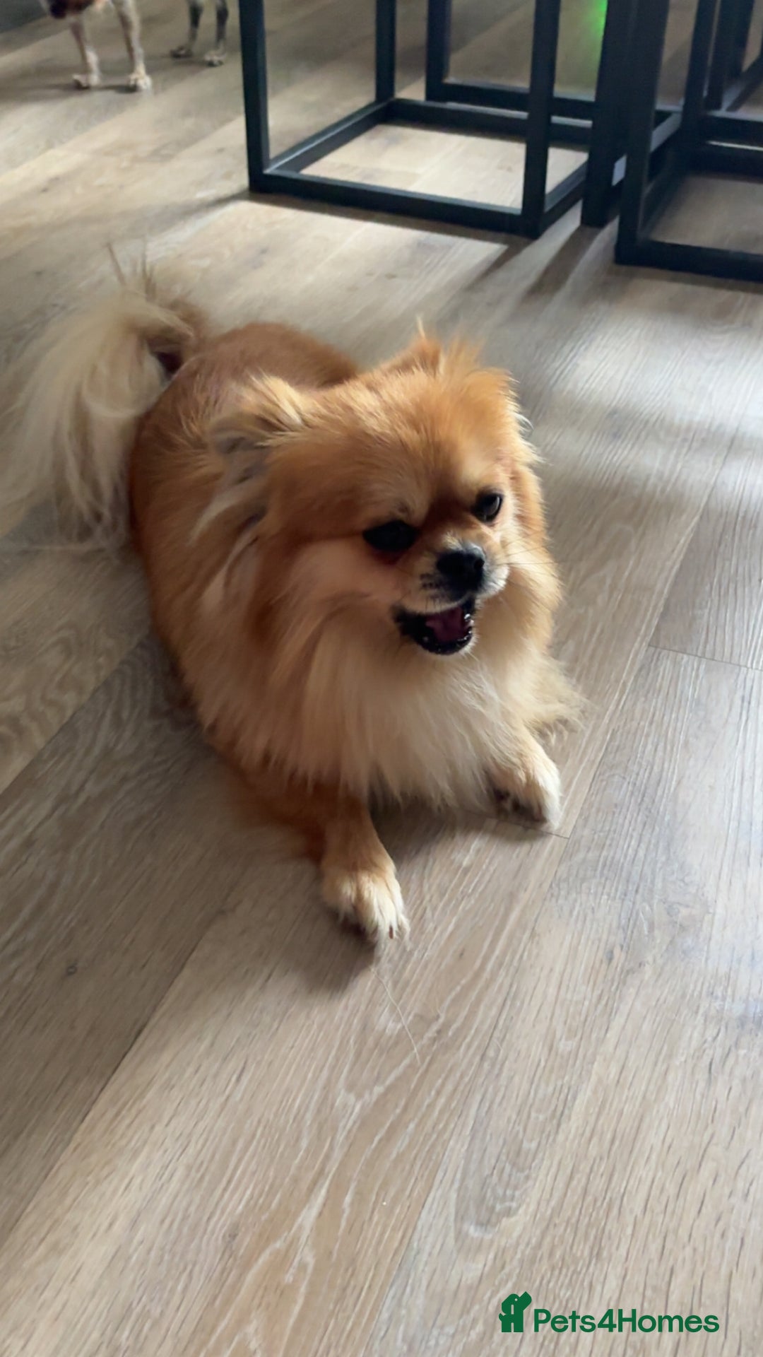 Mixed Breed dogs for sale: 6 beautiful puppies for sale, 3 female and 3 male - Image 17