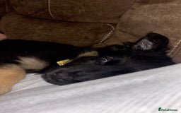 German Shepherd dogs for sale: German shepherd female  - Advert 13