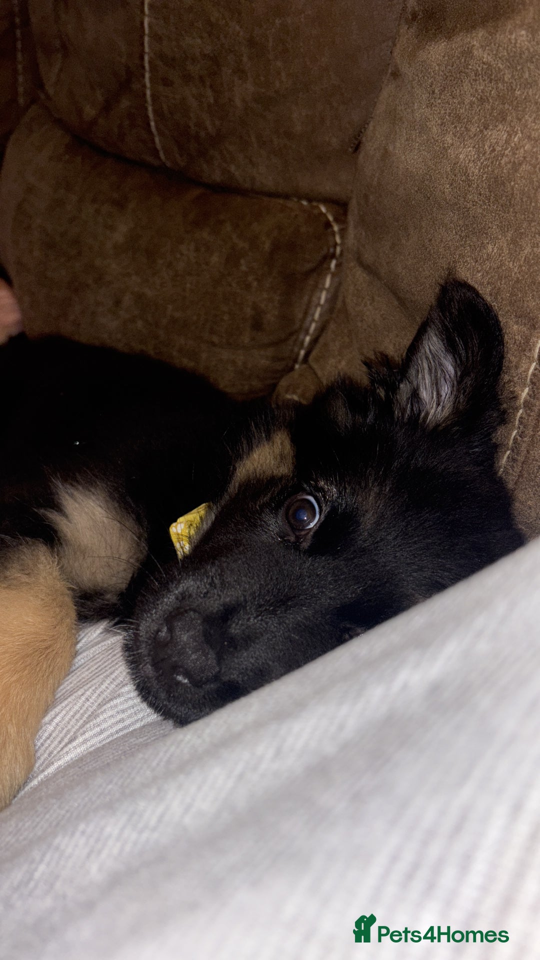 German Shepherd dogs for sale: German shepherd female  - Advert 13