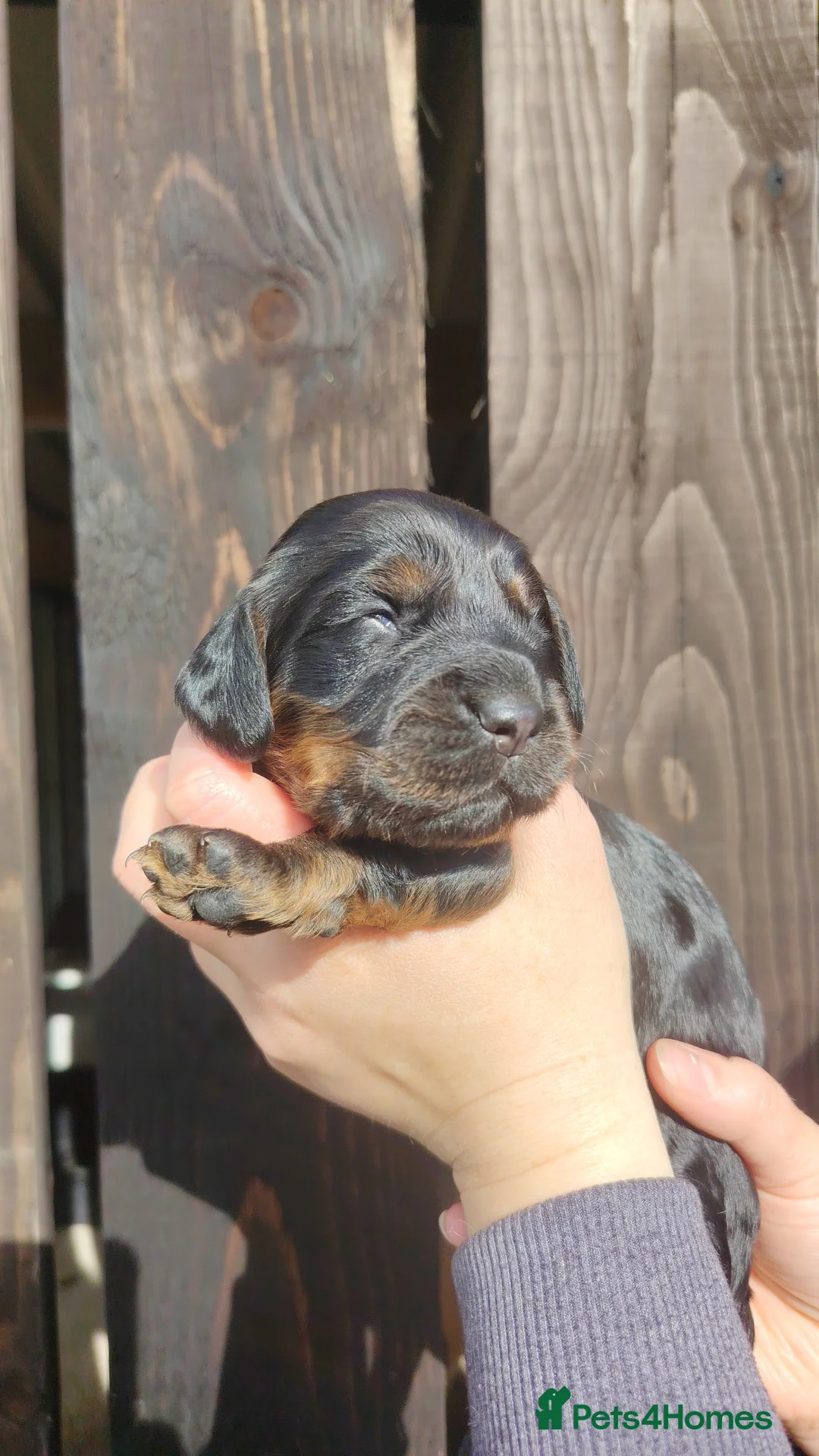 Cocker Spaniel dogs for sale: Working Cocker Spaniels 👀🏡 - Advert 2