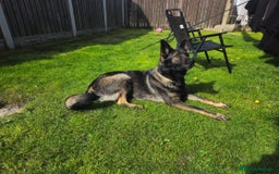 German Shepherd dogs for sale: Black Straight back German Shepherd  - Image 3
