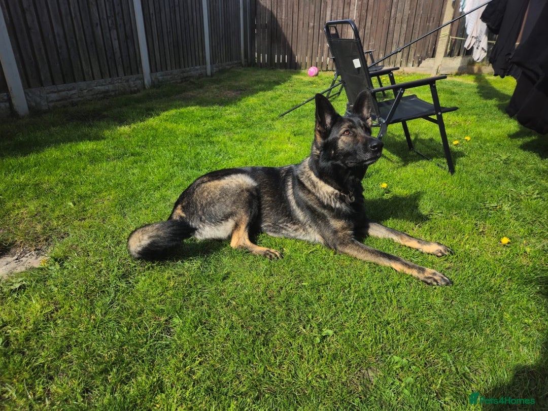 German Shepherd dogs for sale: Black Straight back German Shepherd  - Image 3