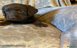 Labradoodle dogs for sale: Rare mini labradoodles variety of colours! - Image 10