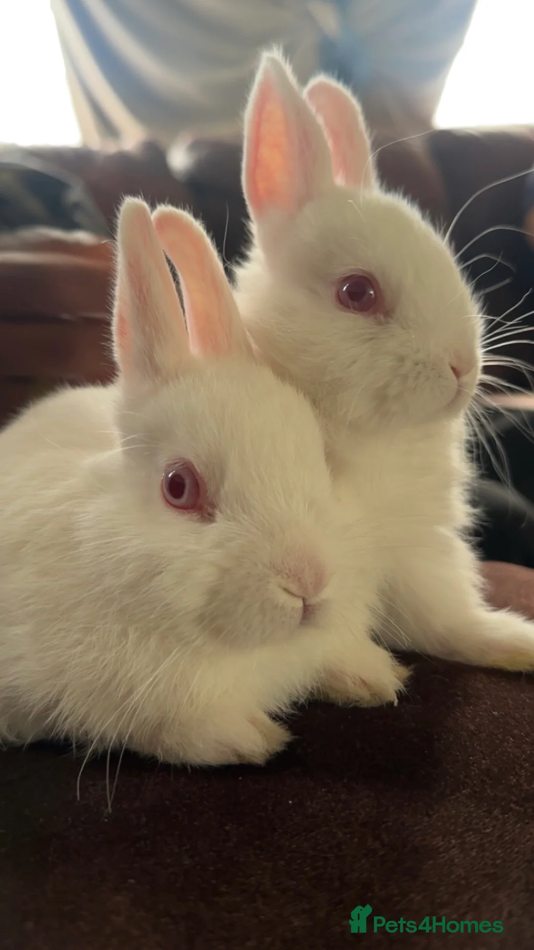 Netherland Dwarf rabbits for sale: Pure Netherland Dwarf  - Advert 1