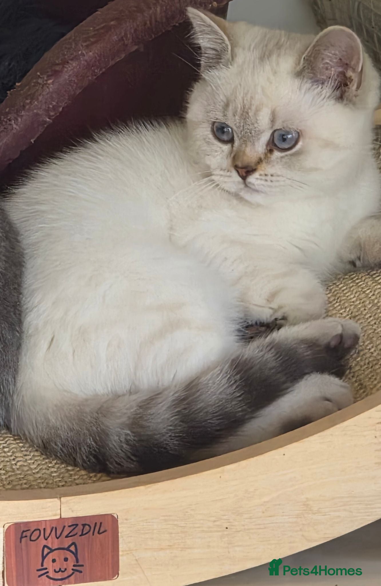 British Shorthair cats Gorgeous British Shorthair kittens  - Advert 15