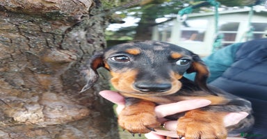 Miniature Dachshund dogs - Advert 8