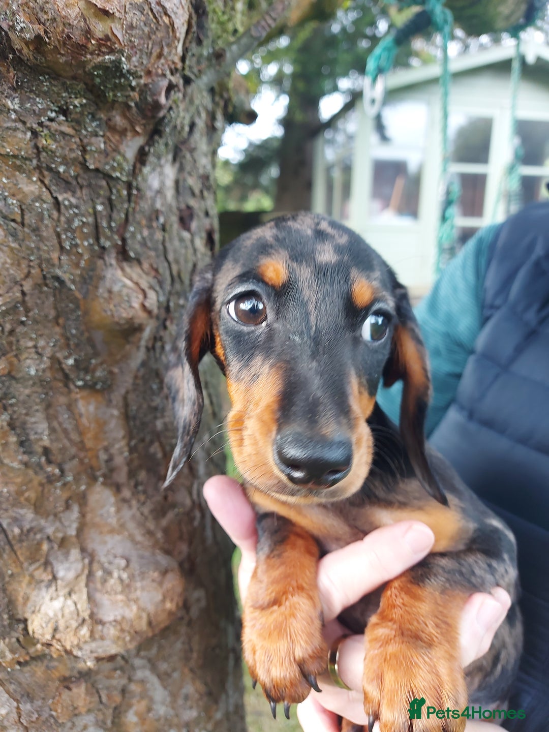 Miniature Dachshund dogs for sale: Beautiful litter of 6 true to type miniature pups. - Image 3