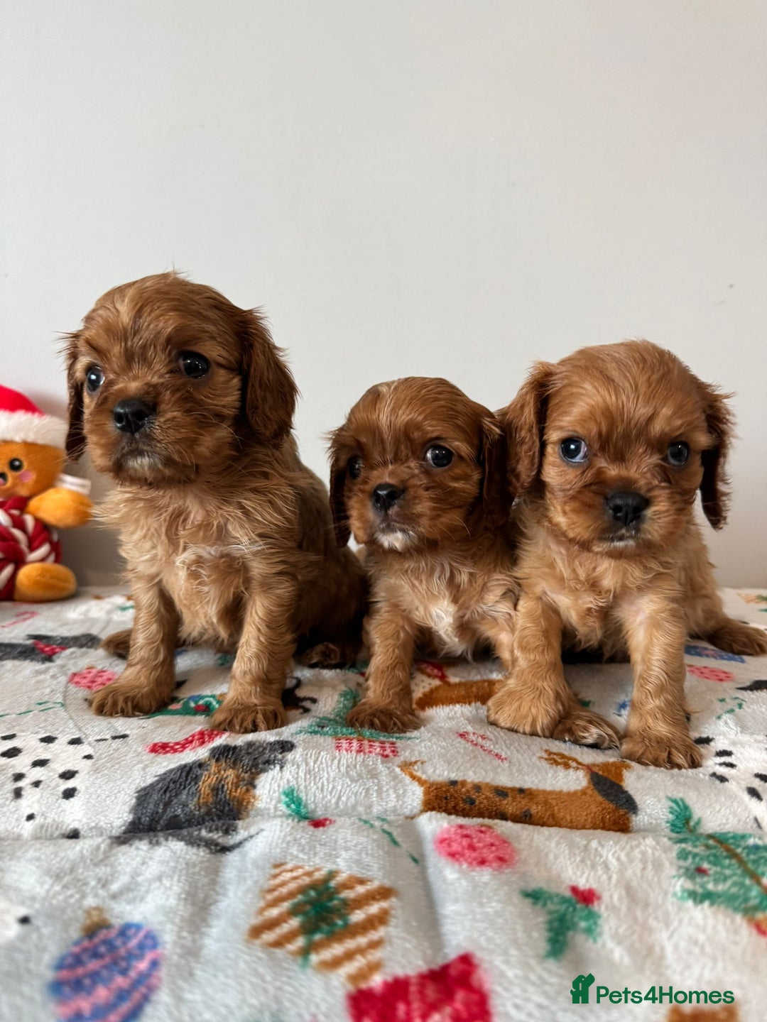 Cavalier King Charles Spaniel dogs for sale: Cavalier King Charles Spaniel Pups KC Reg - Advert 9