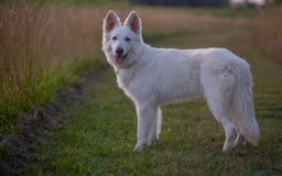 White Swiss Shepherd dogs for sale: White Swiss Shepherd  - Image 2