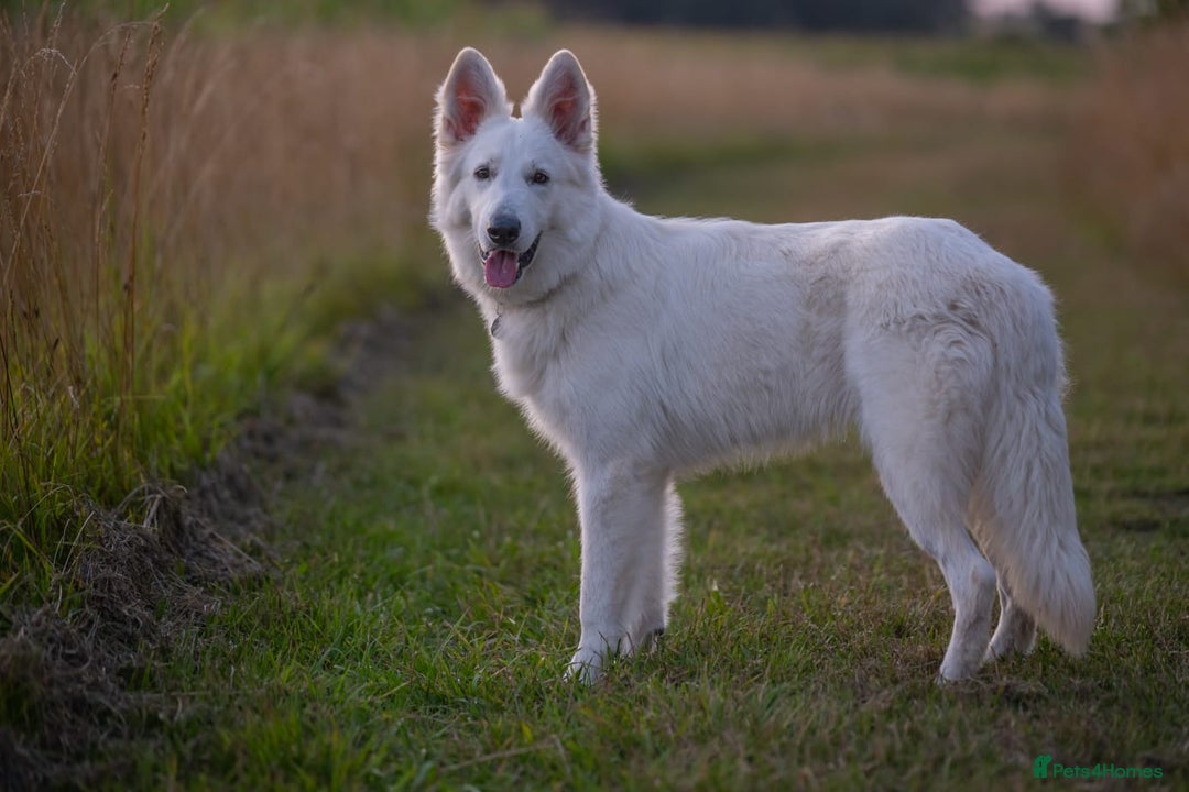 White Swiss Shepherd dogs for sale: White Swiss Shepherd  - Image 2