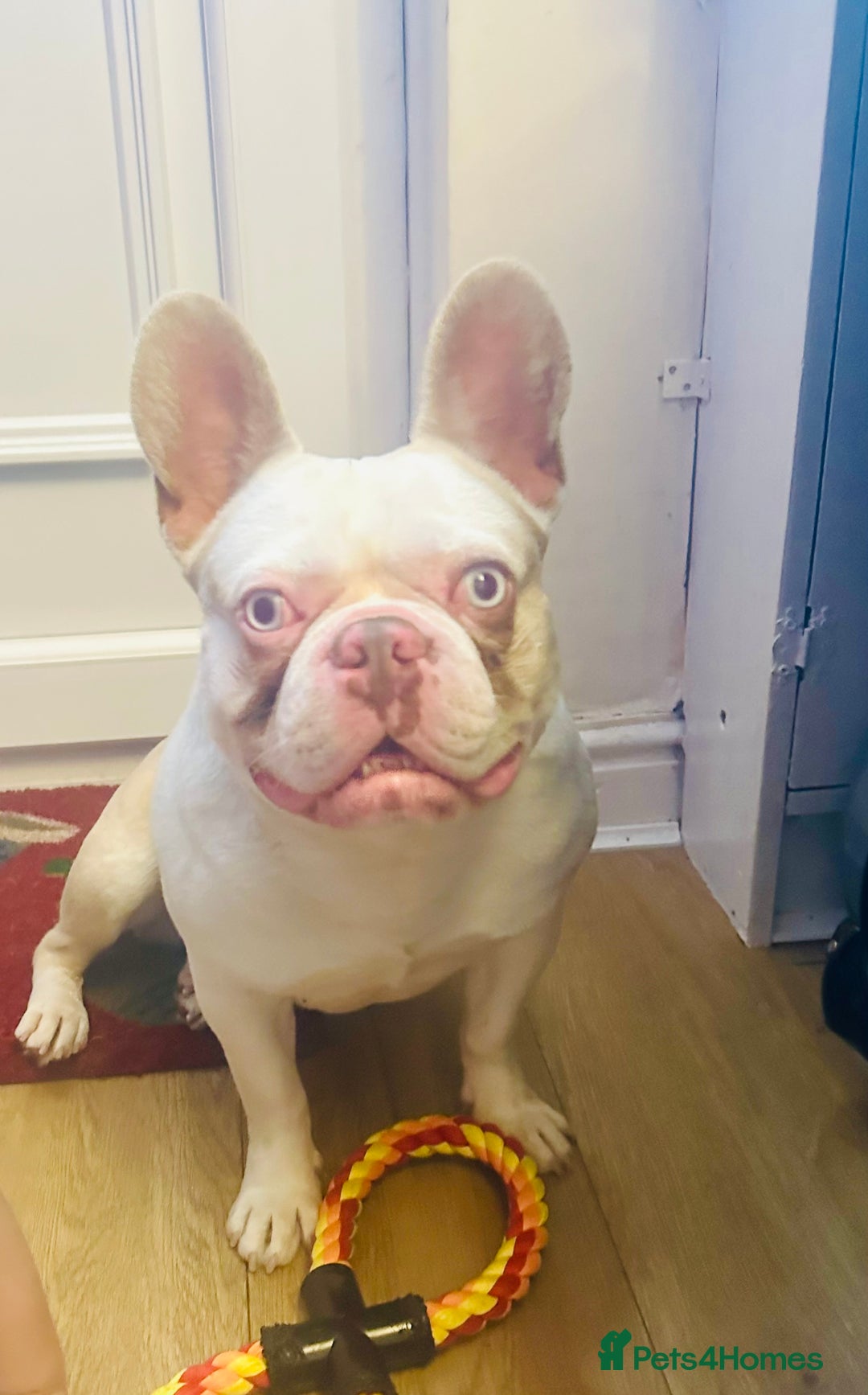 French Bulldog dogs for sale: French Bulldog Male  - Image 5
