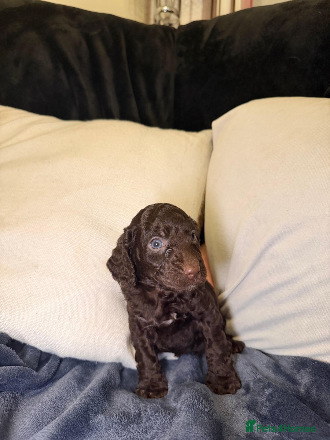 Cockapoo dogs for sale: Cockapoo puppies for sale - Advert 3