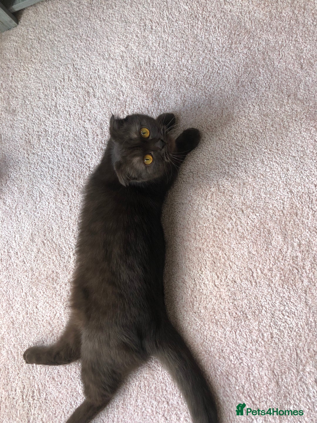 Scottish Fold cats for sale: 🐾 Rare Chocolate Beauty in Edinburgh 🏡 - Advert 15