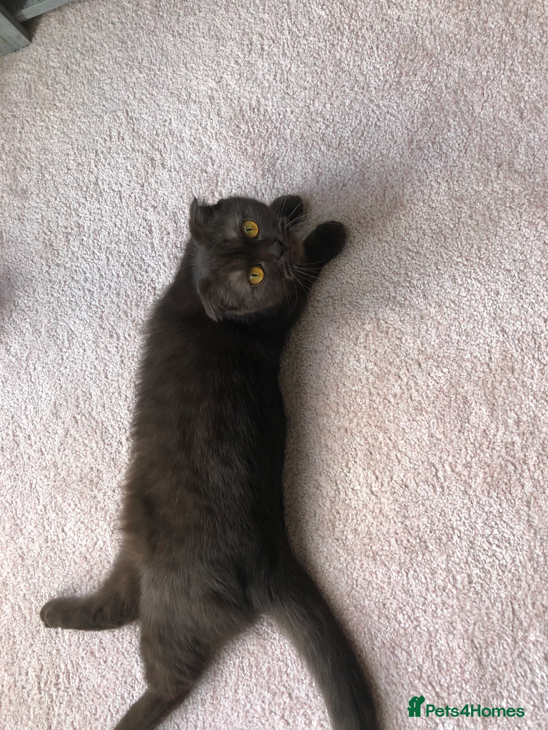 Scottish Fold cats for sale: 🐾 Rare Chocolate Beauty in Edinburgh 🏡 - Advert 15