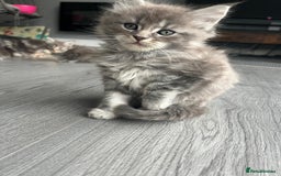 Maine Coon cats for sale: Maine Coon X  - Image 5