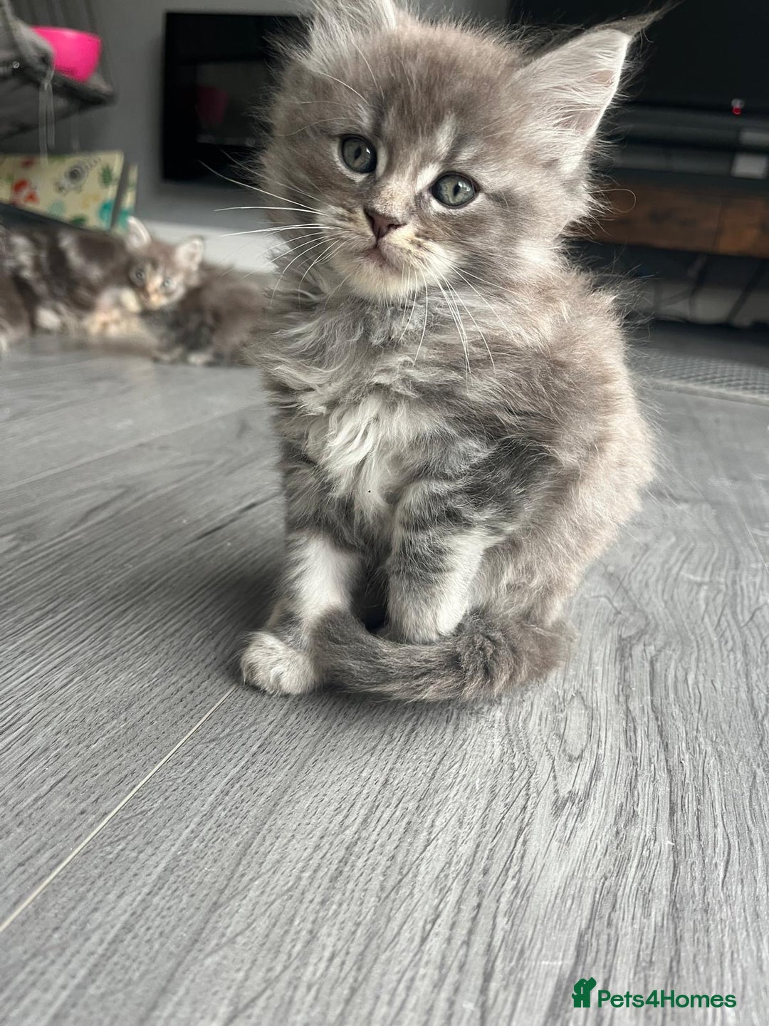 Maine Coon cats for sale: Maine Coon X  - Image 5