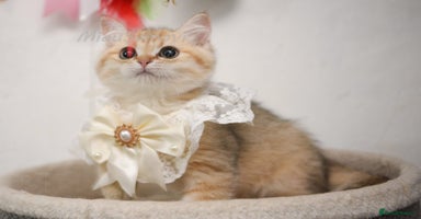 British Shorthair cats - Advert 8