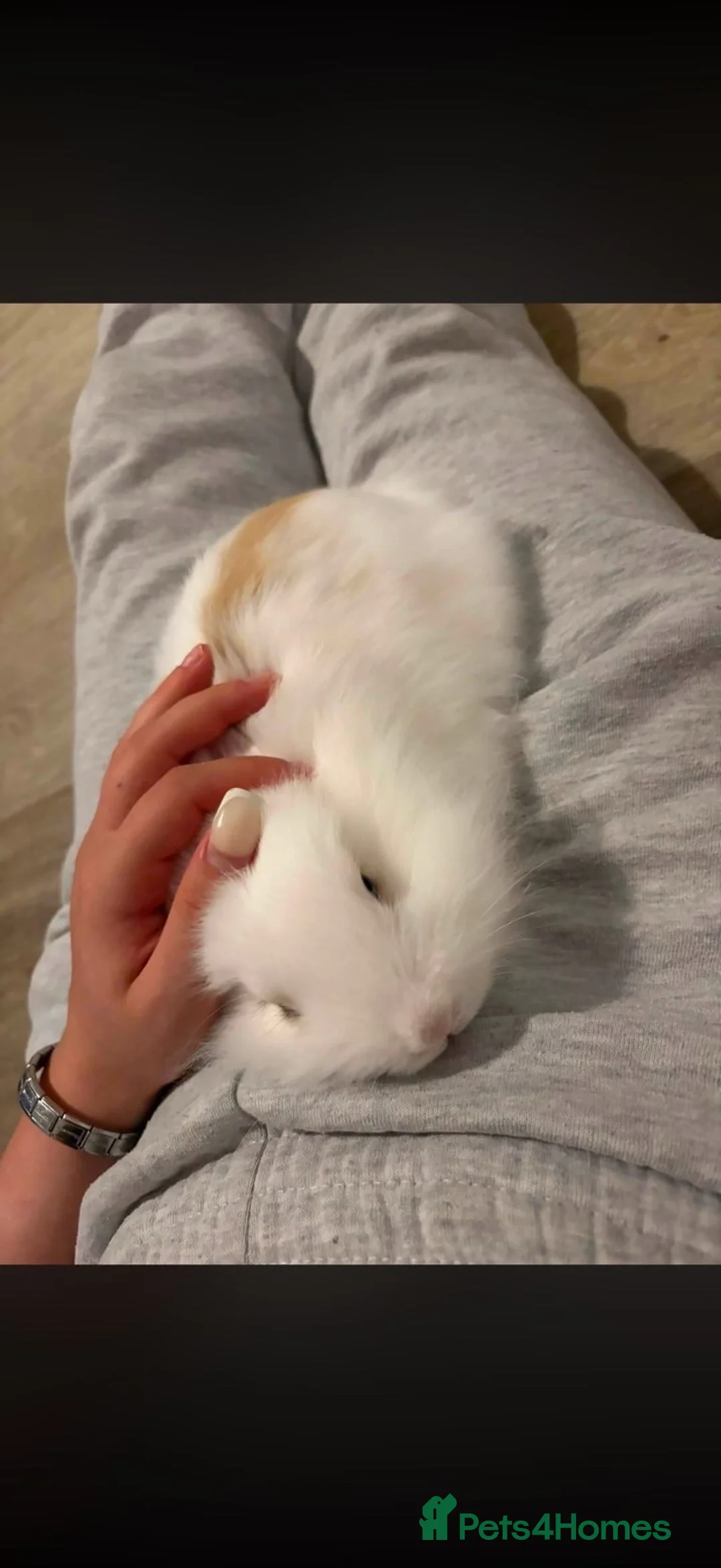 Mixed Breed rabbits for sale: Rooster in Aberdeen - Advert 3
