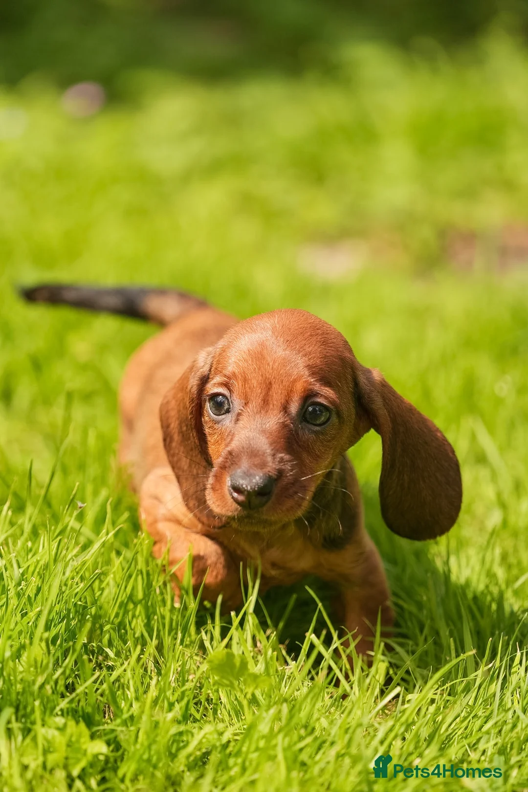 Dachshund dogs for sale: READY NOW Wire Haired Dachshunds Teckles  - Advert 17