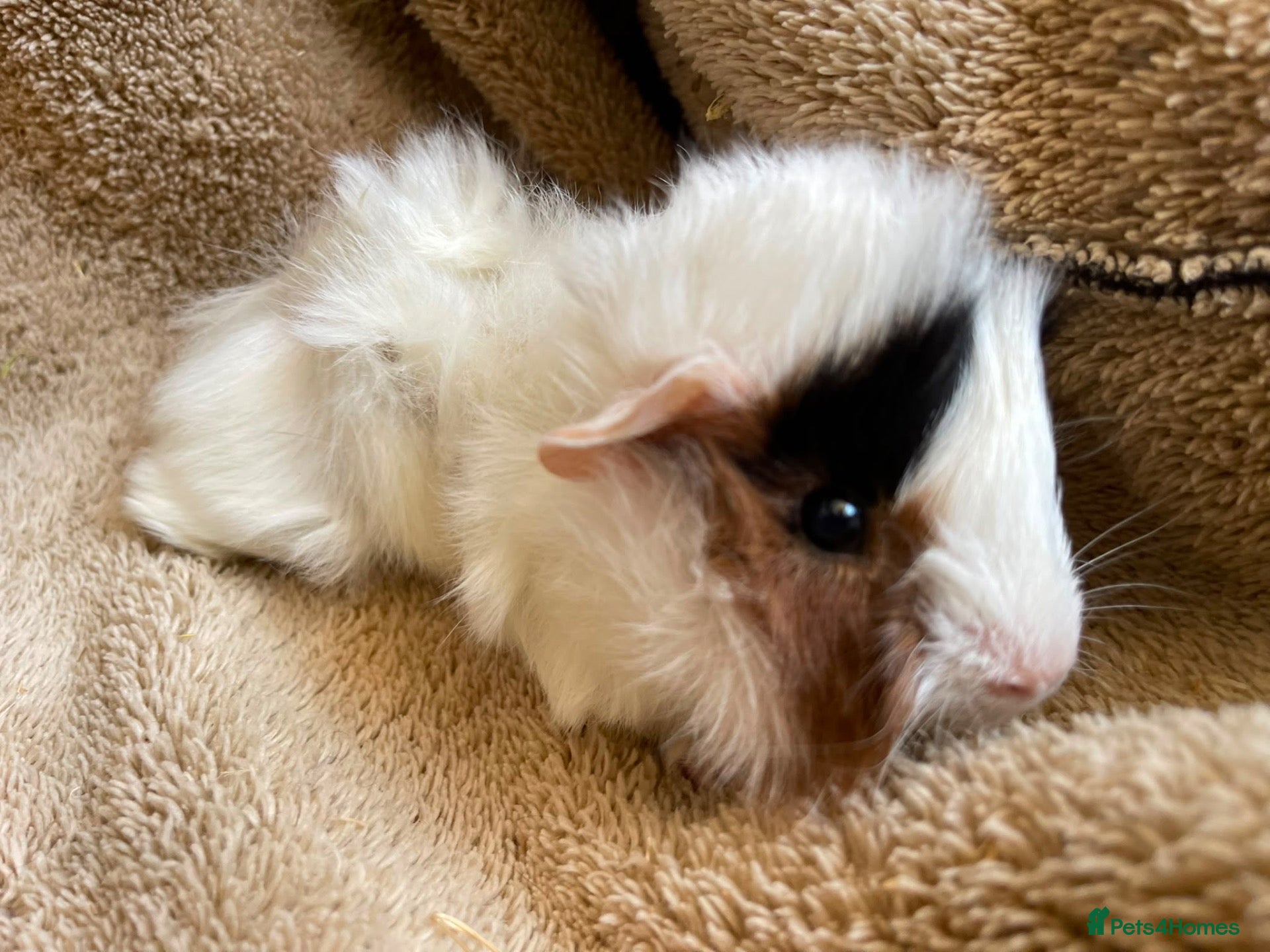 Guinea Pig rodents Baby boar guinea pigs  - Advert 1