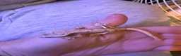 Gecko reptiles for sale: Baby crestie gekos  - Advert 8