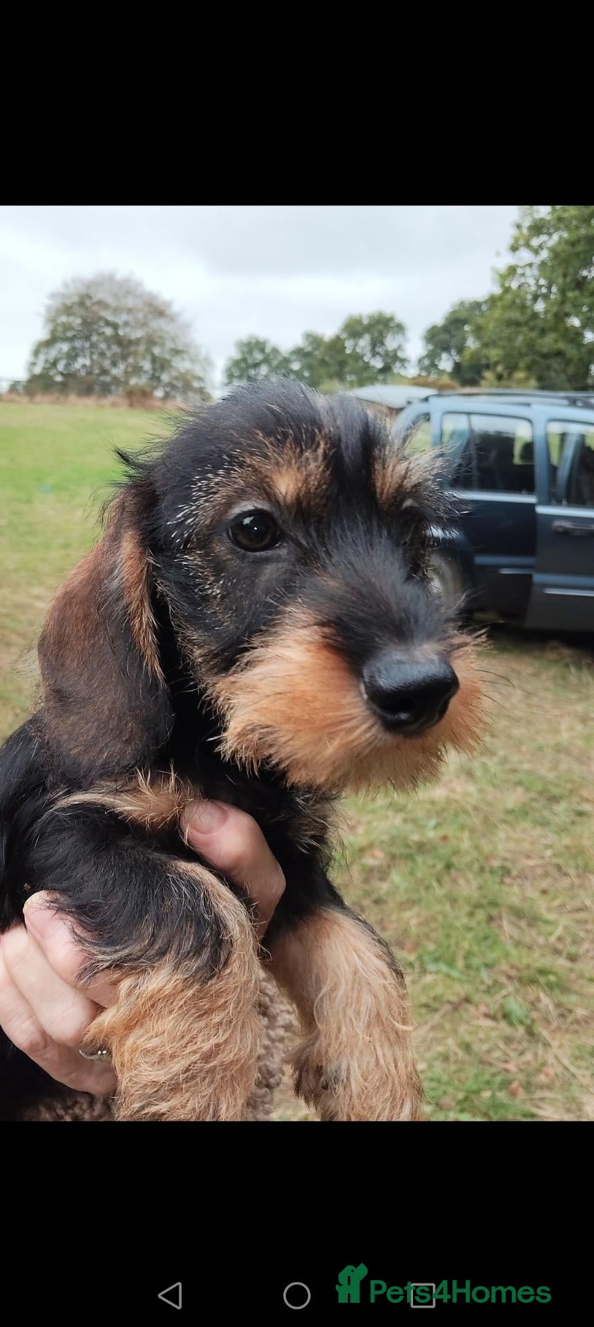Dachshund dogs Minature wired hair dachshund male  - Advert 5