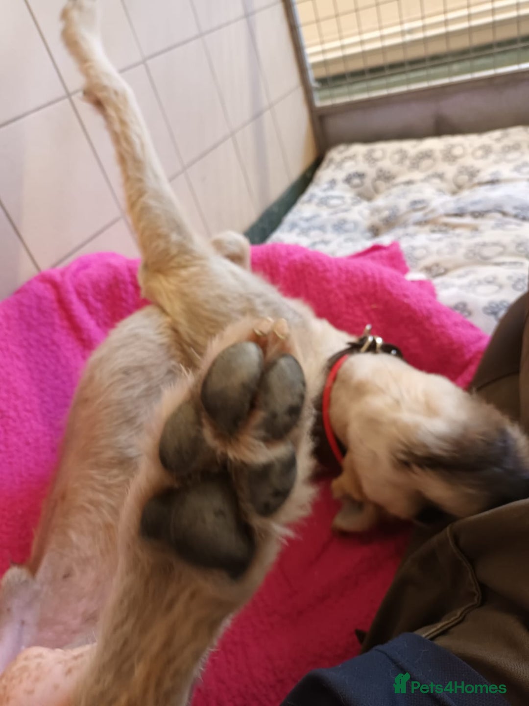 Lurcher dogs for adoption: Schmitt - Image 4