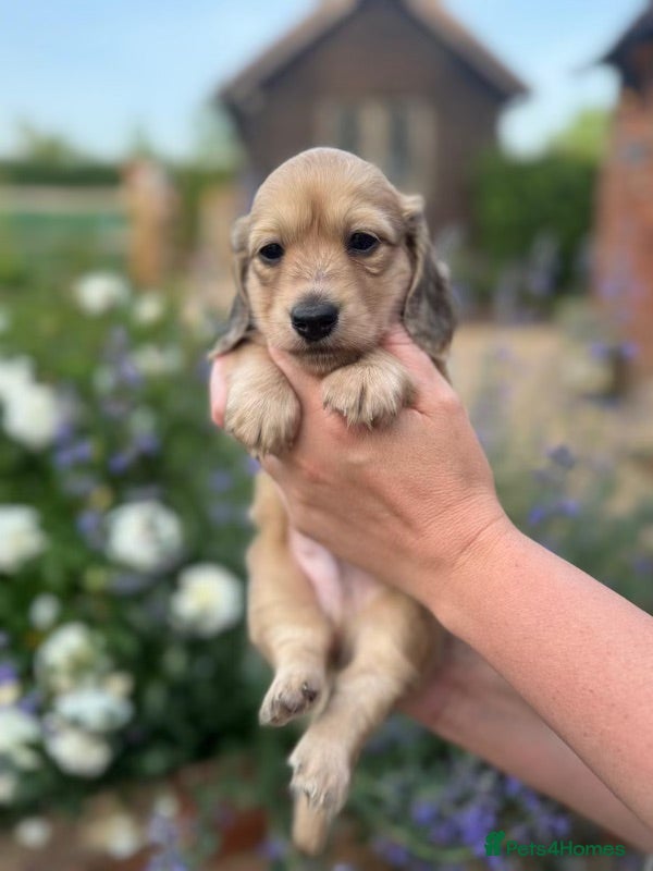 Miniature Dachshund dogs Kc registered mini long haired dachshunds - Advert 14