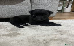 Mixed Breed dogs for sale: Male Belgian malonois cross labrador  - Image 2