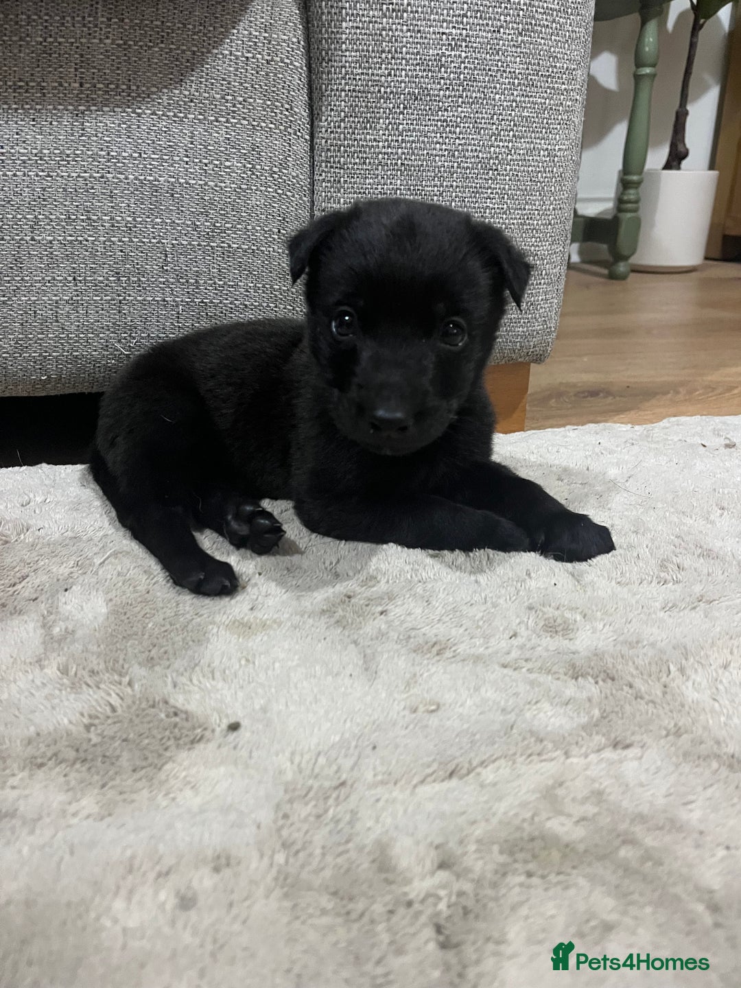 Mixed Breed dogs for sale: Male Belgian malonois cross labrador  - Image 2
