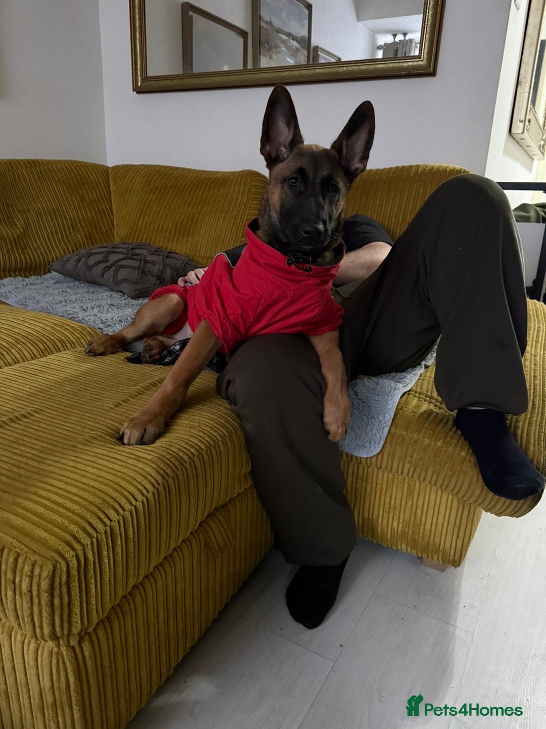 Belgian Shepherd Dog dogs for sale: 5 month old Belgium malinois puppy - Advert 5
